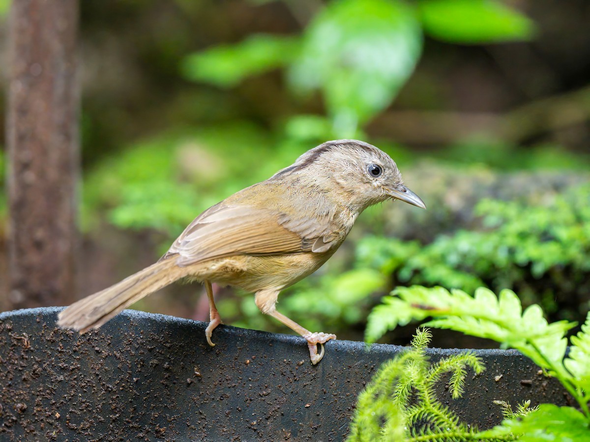 Brown-cheeked Fulvetta - ML620334759