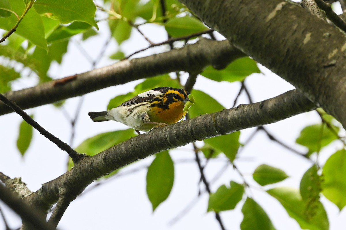 Blackburnian Warbler - ML620334760