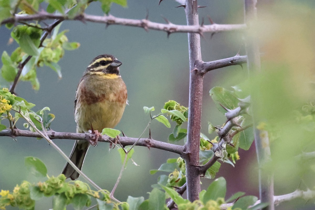 Cirl Bunting - ML620334773