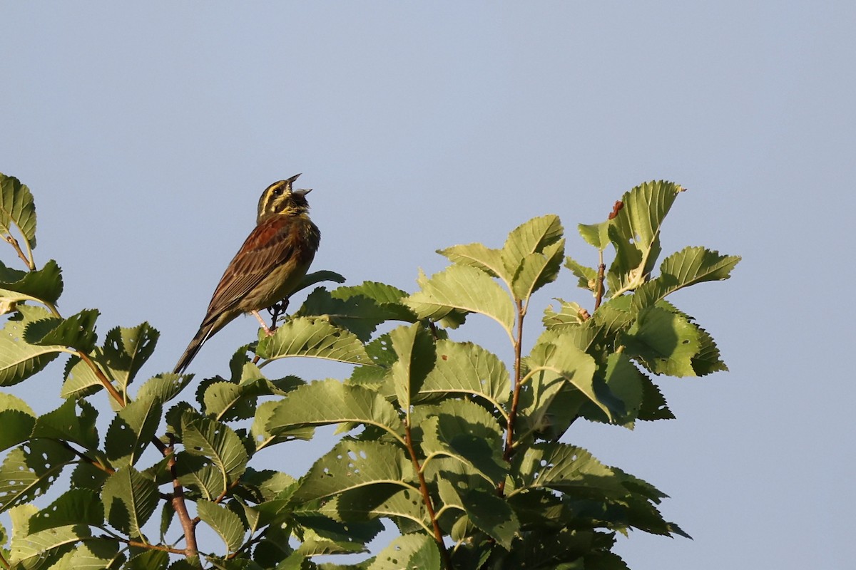 Cirl Bunting - ML620334776