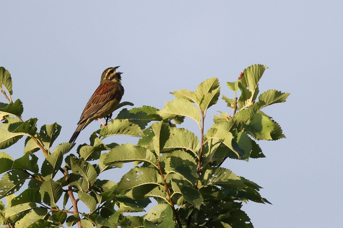 Cirl Bunting - ML620334777