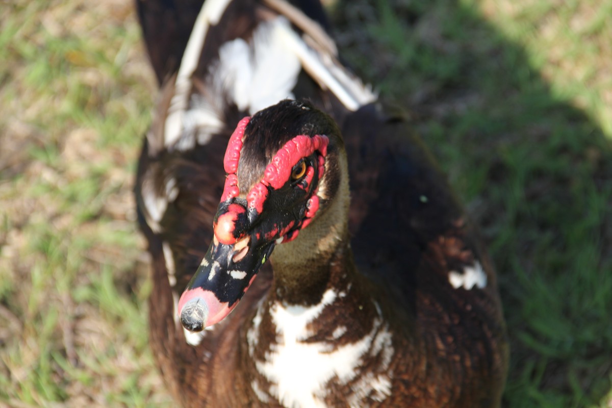Muscovy Duck (Domestic type) - ML620334784
