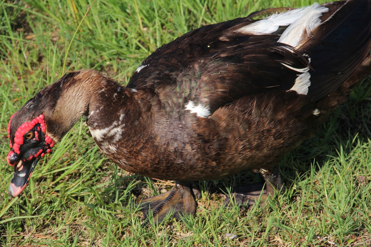 Muscovy Duck (Domestic type) - ML620334798