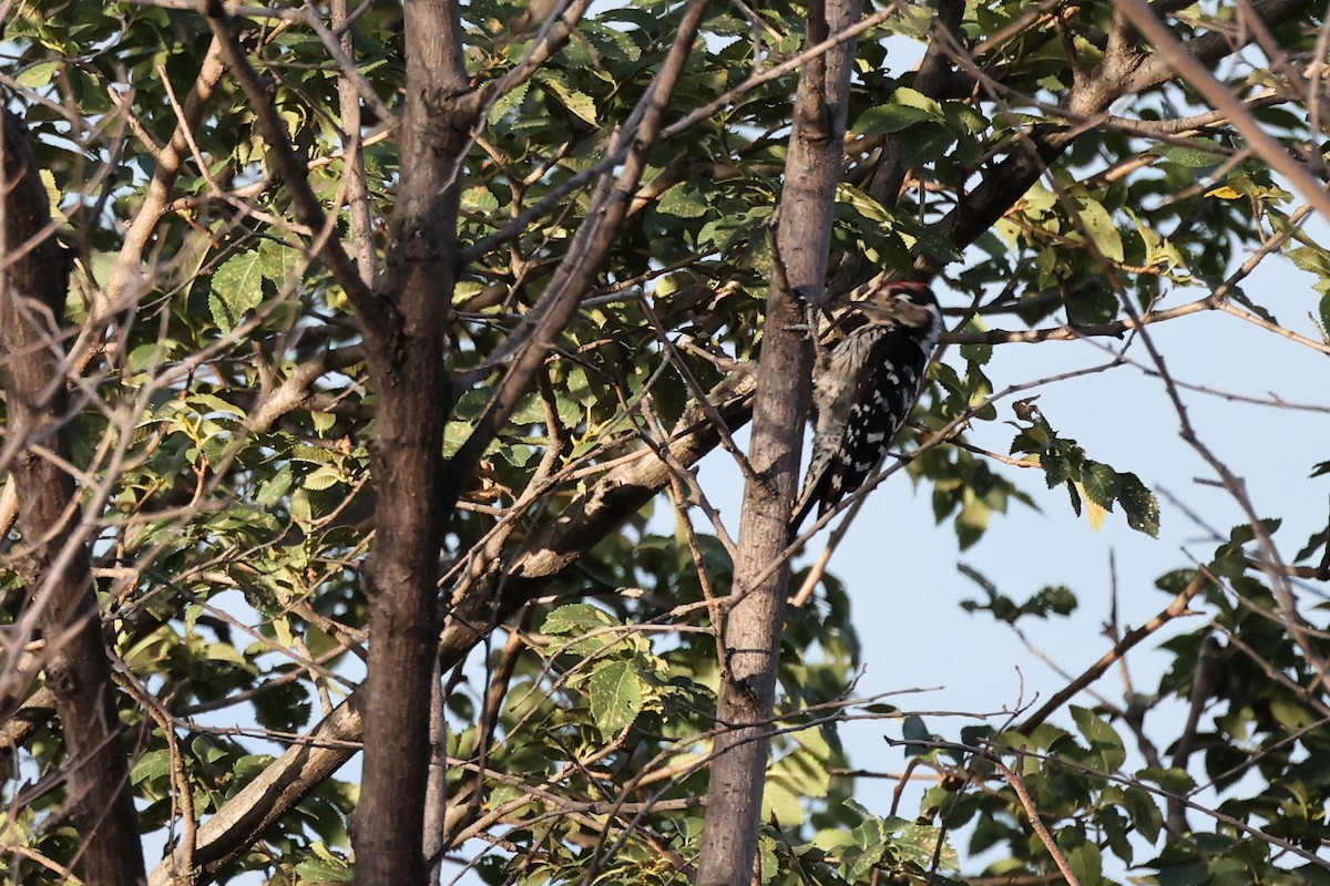Lesser Spotted Woodpecker - ML620334806