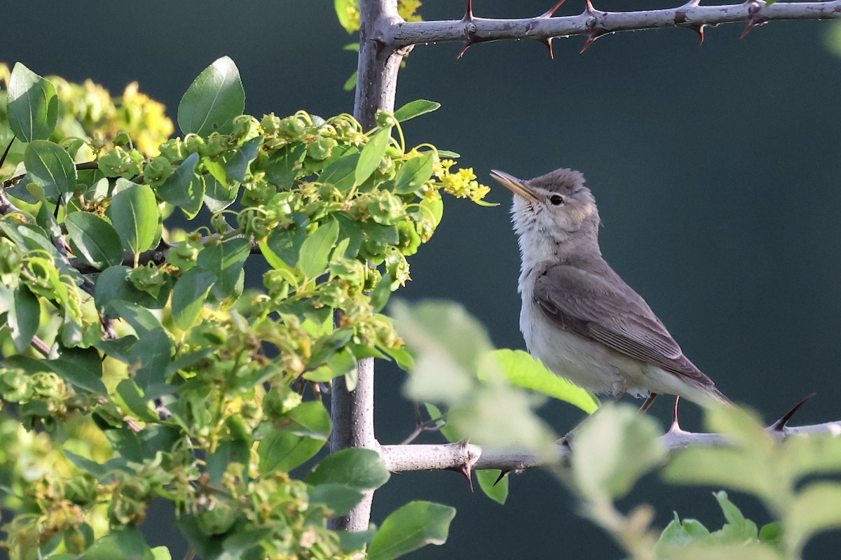 Eastern Olivaceous Warbler - ML620334818