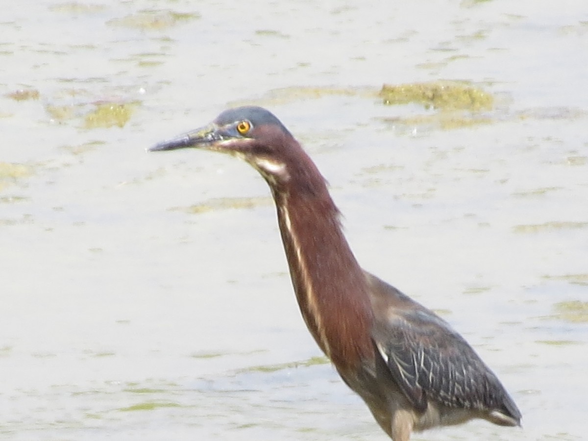Green Heron - ML620334827