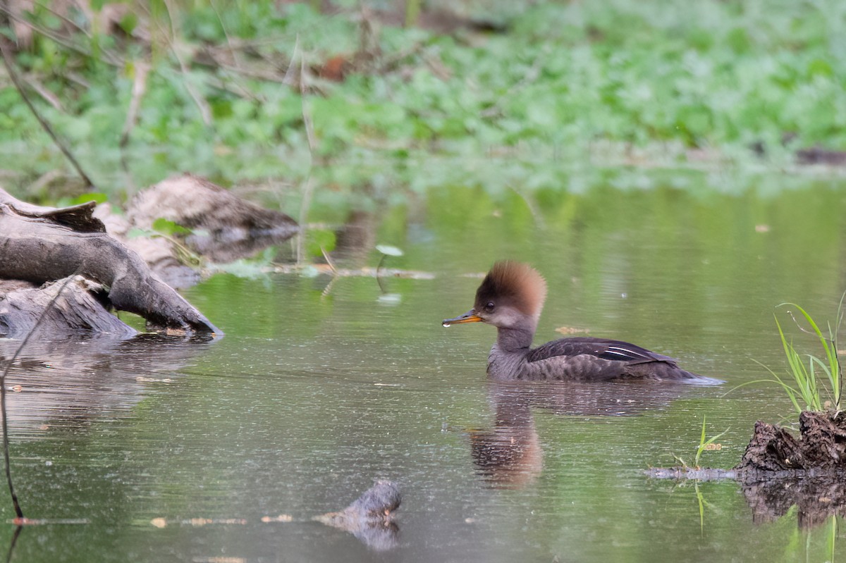 Hooded Merganser - ML620334834