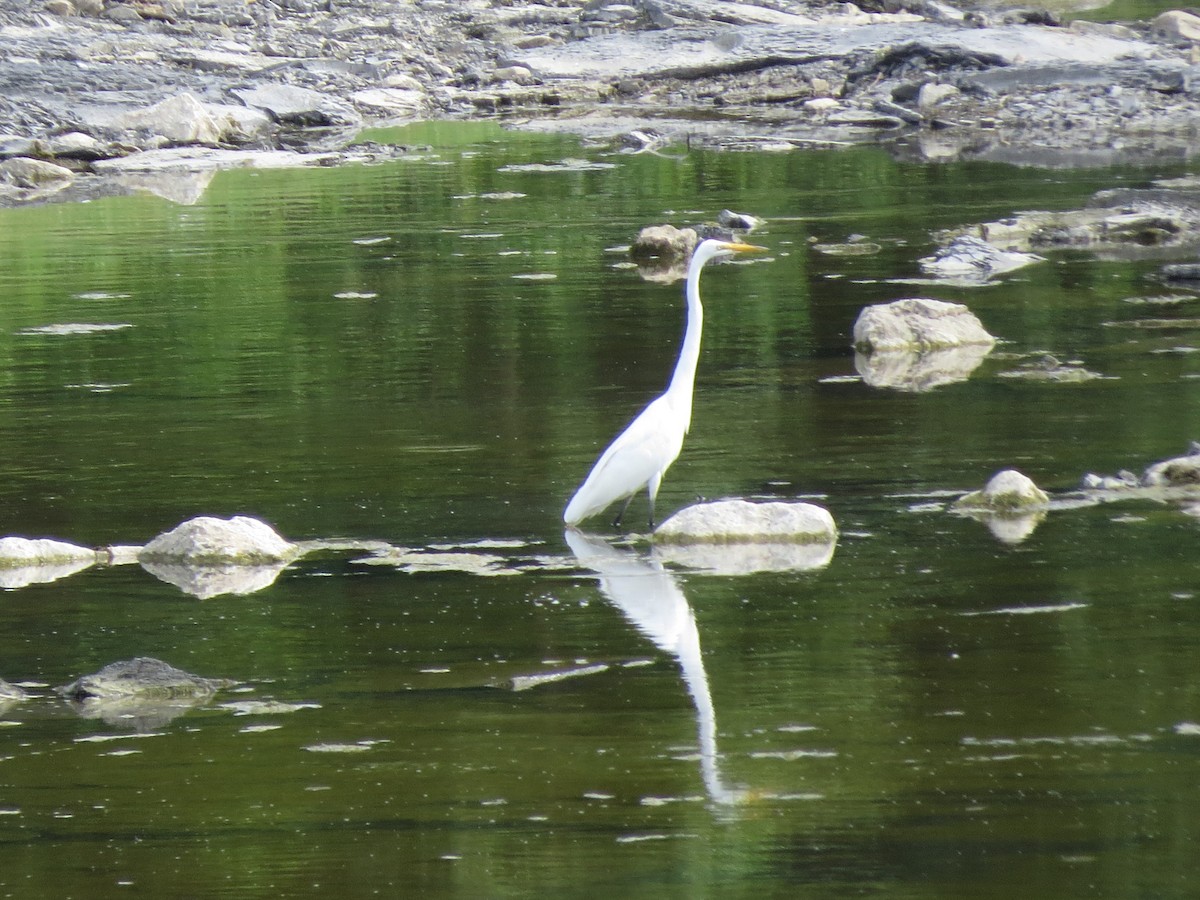 大白鷺 - ML620334837