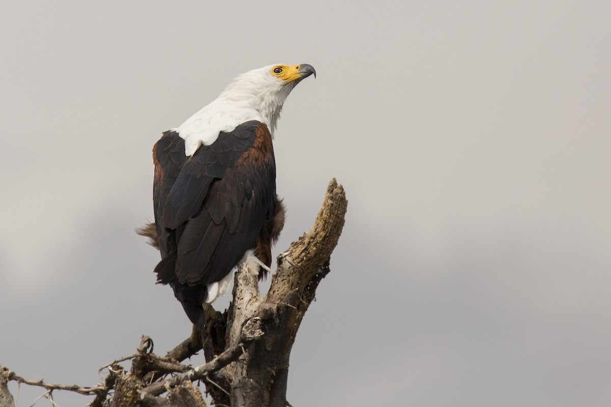 African Fish-Eagle - ML620334841