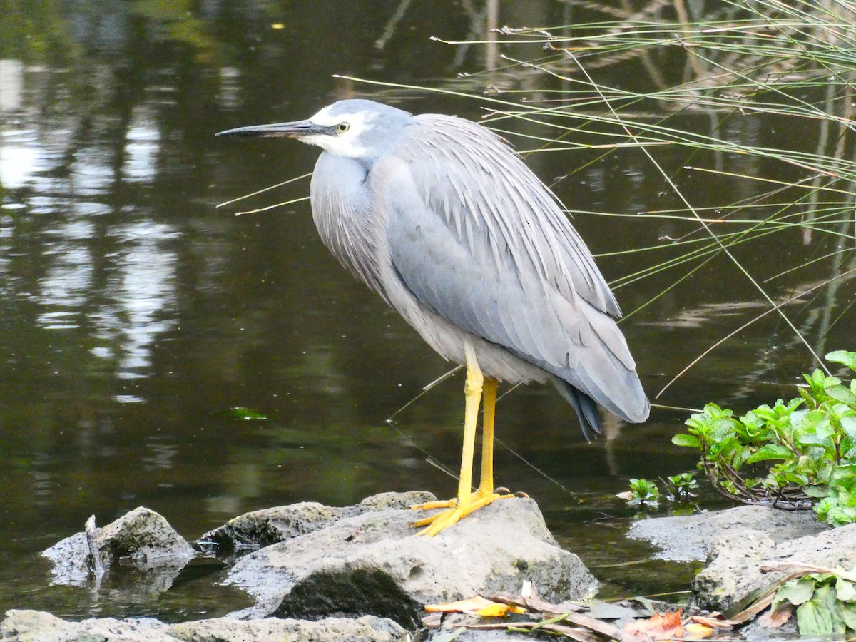 White-faced Heron - ML620334844