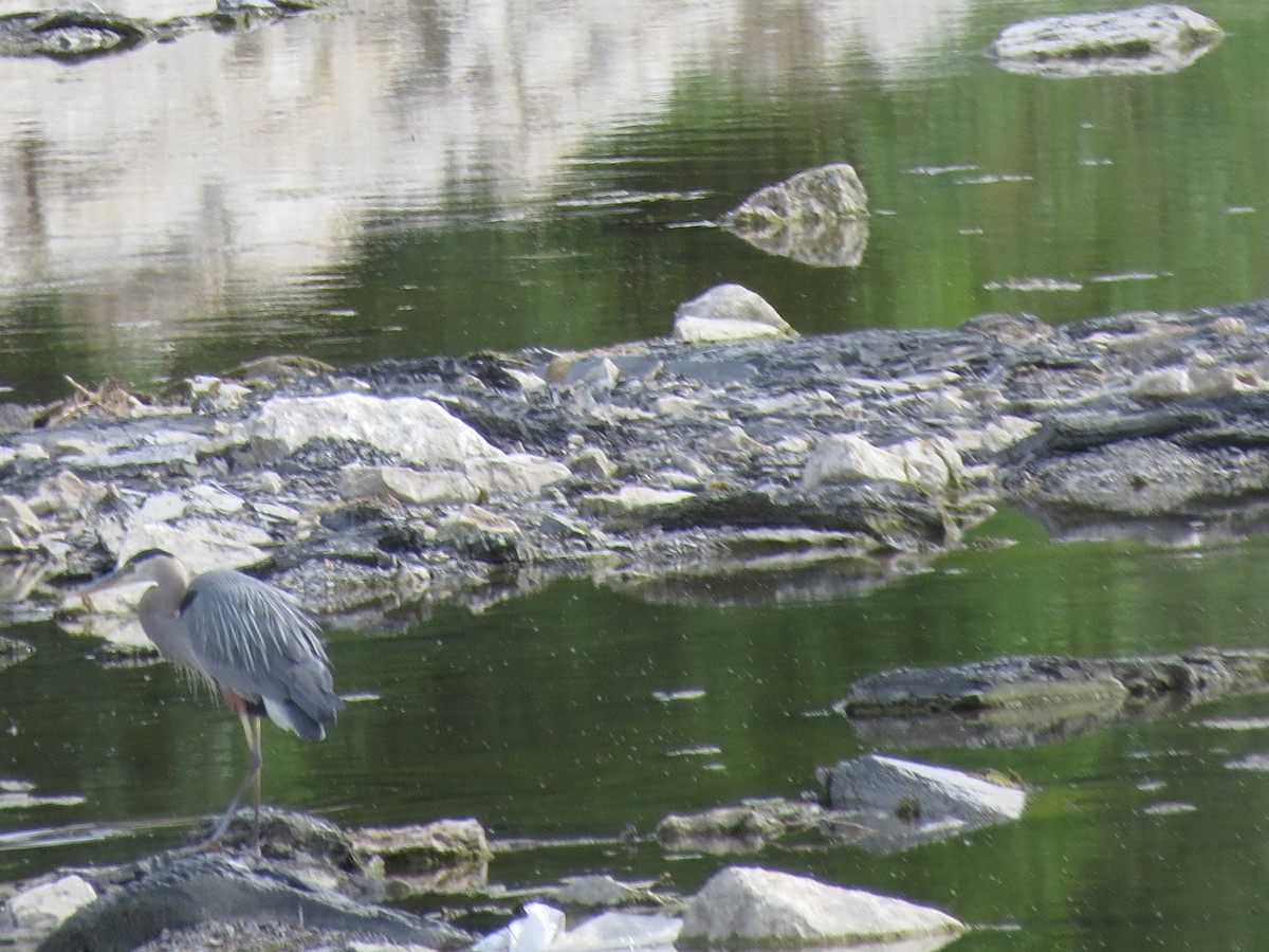 Great Blue Heron - ML620334852