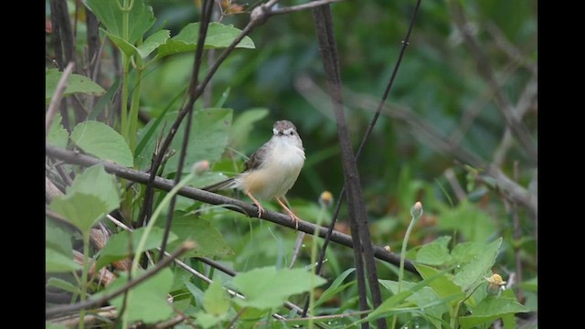 Prinia Selvática - ML620334858