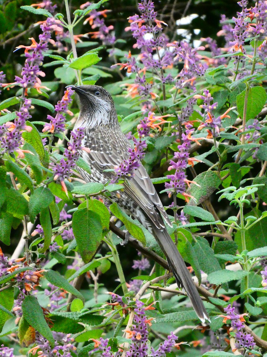 Little Wattlebird - ML620334862