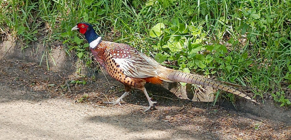 Ring-necked Pheasant - ML620334902