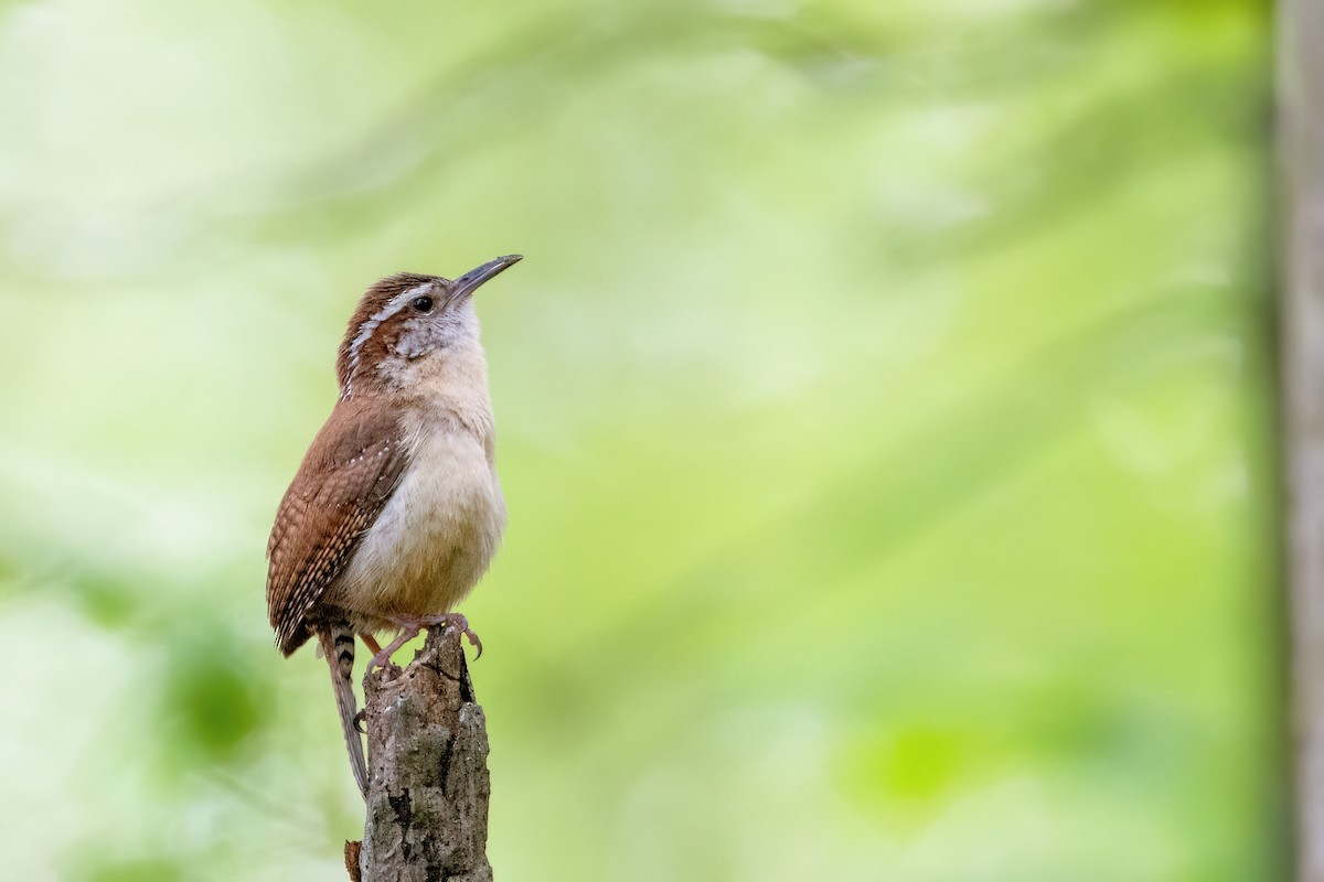 Carolina Wren - ML620334904