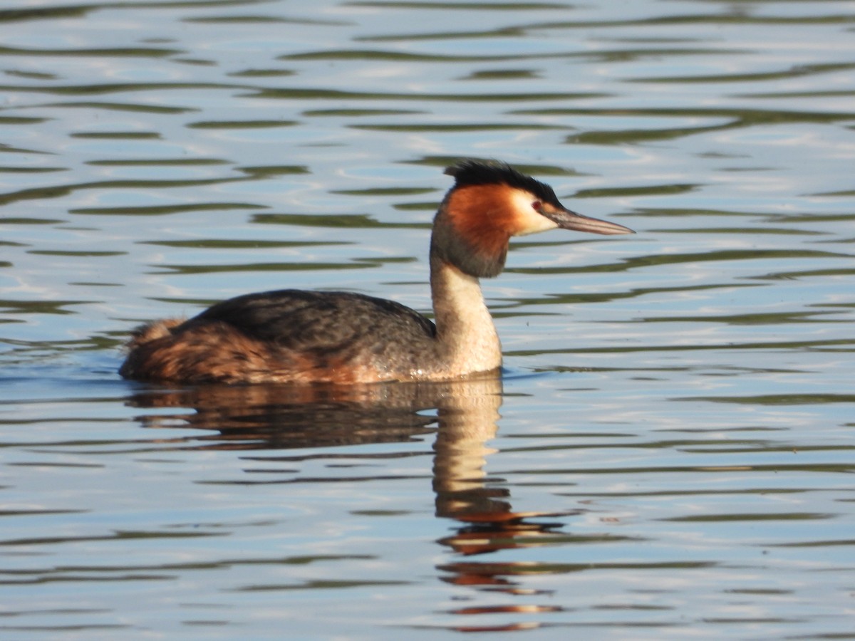 Great Crested Grebe - ML620334910