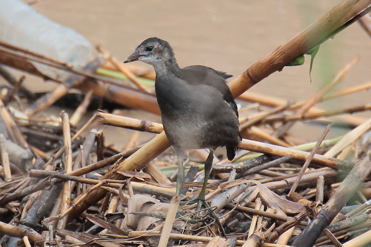 Eurasian Moorhen - Juan Sebastian Barrero