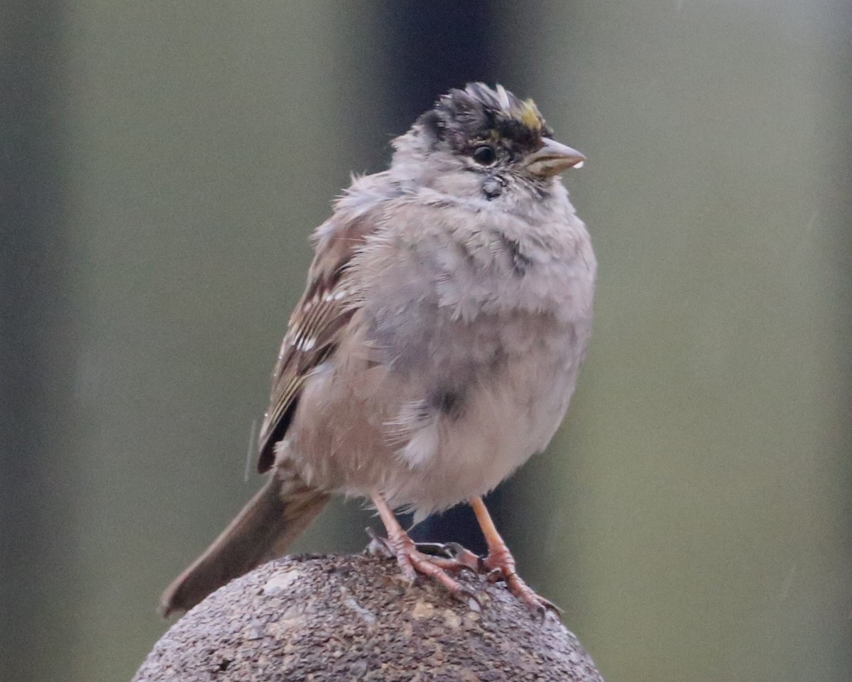 Golden-crowned Sparrow - ML620334917