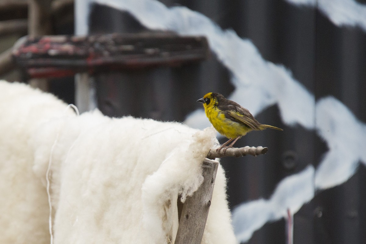 Baglafecht Weaver - ML620334918