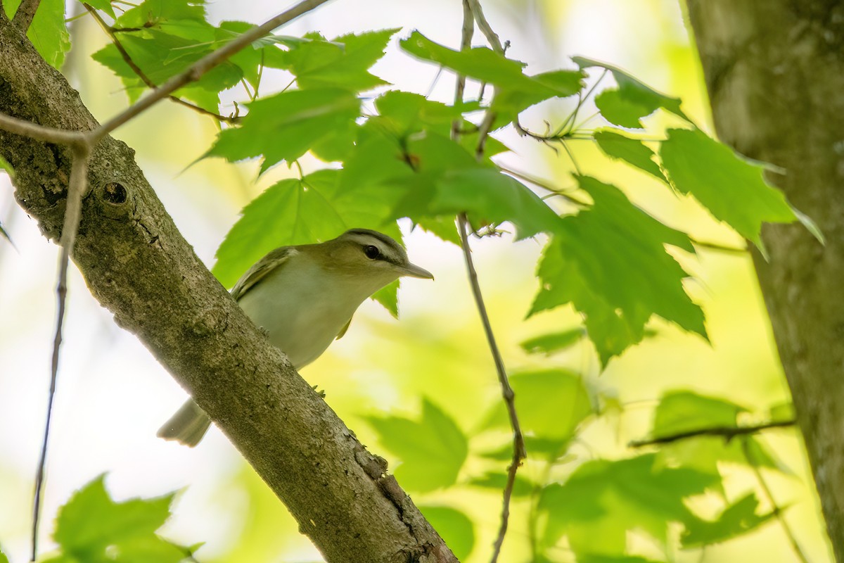 Red-eyed Vireo - ML620334919