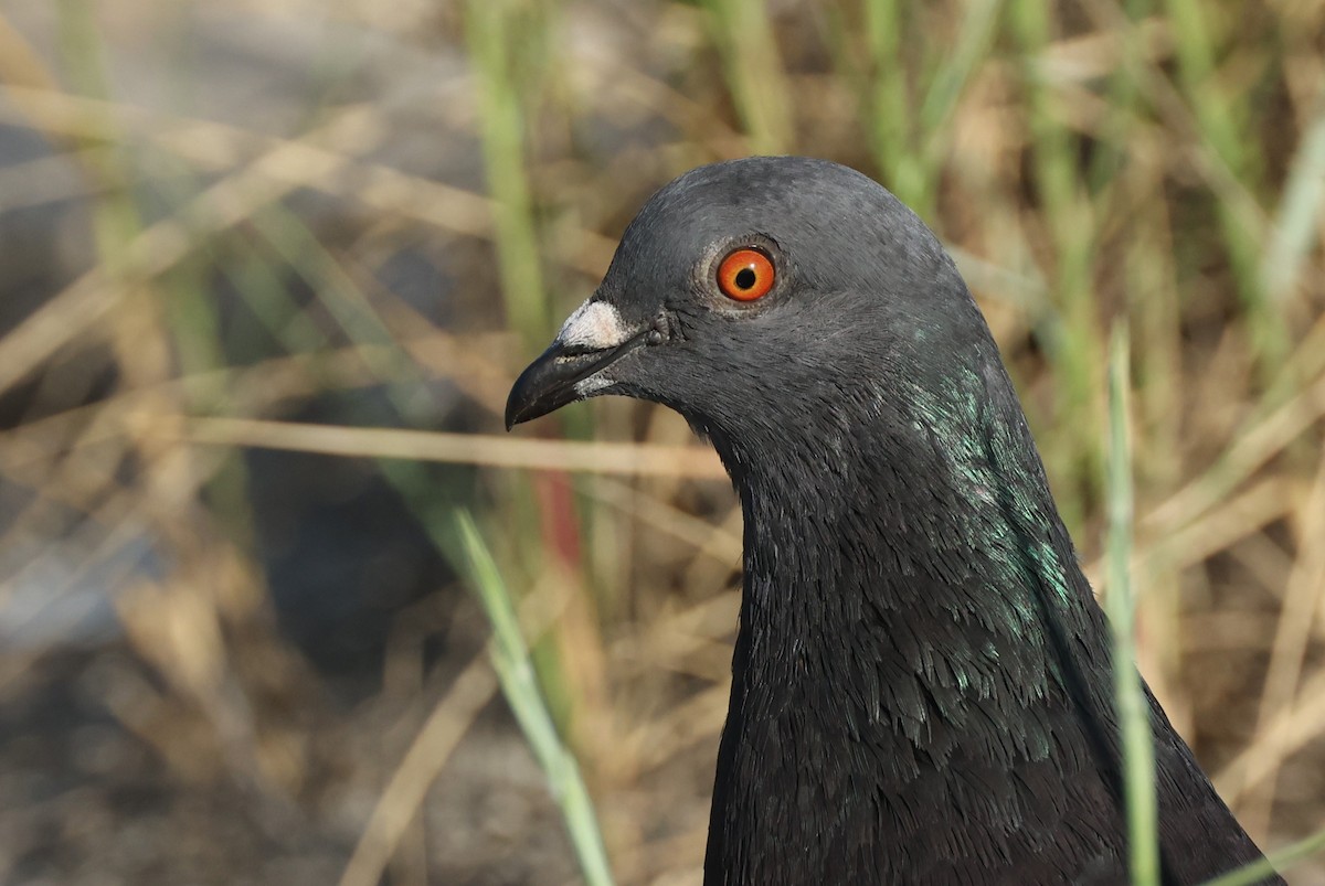 Rock Pigeon (Feral Pigeon) - ML620334922