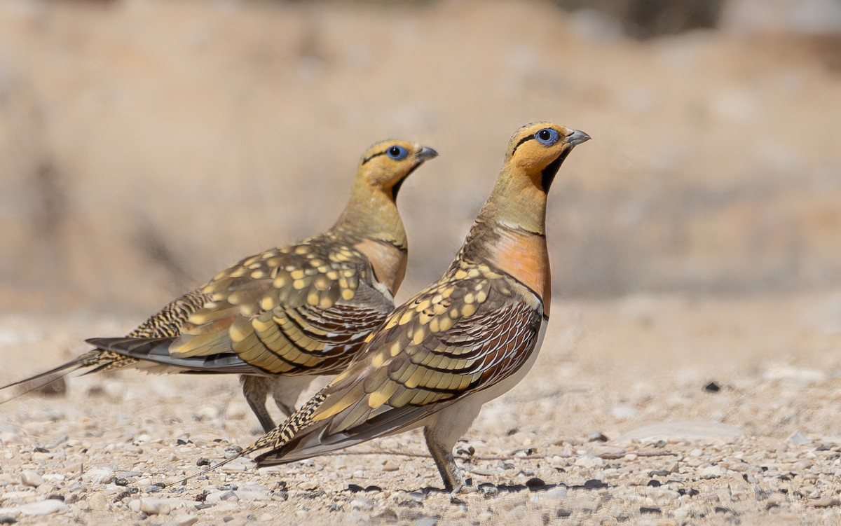 Pin-tailed Sandgrouse - ML620334924