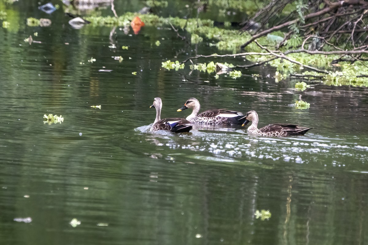 Indian Spot-billed Duck - ML620334926