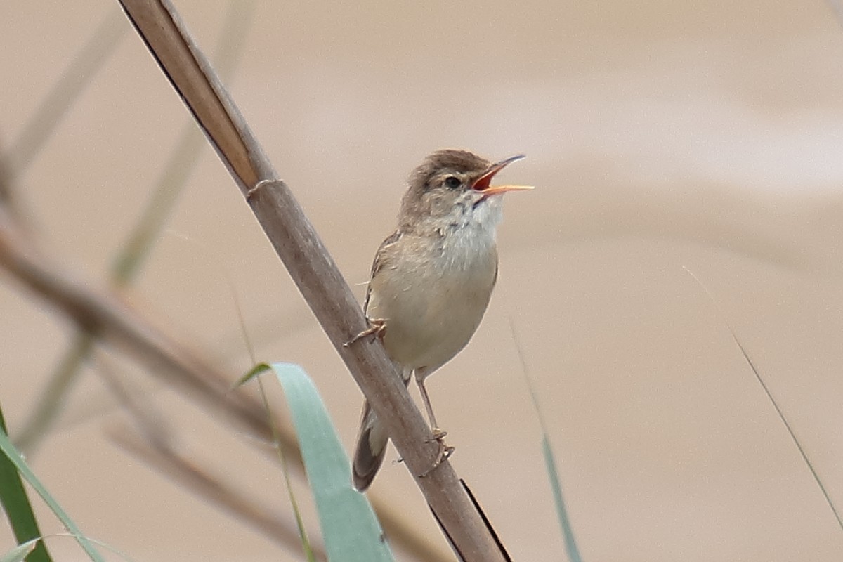 Common Reed Warbler - ML620334939