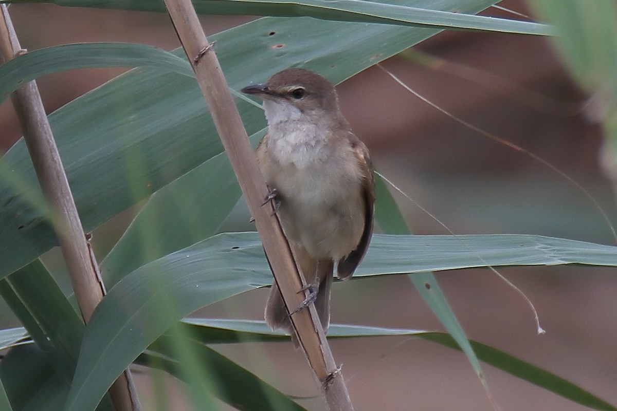 Common Reed Warbler - ML620334940