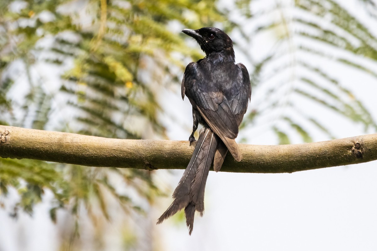 Drongo royal - ML620334941