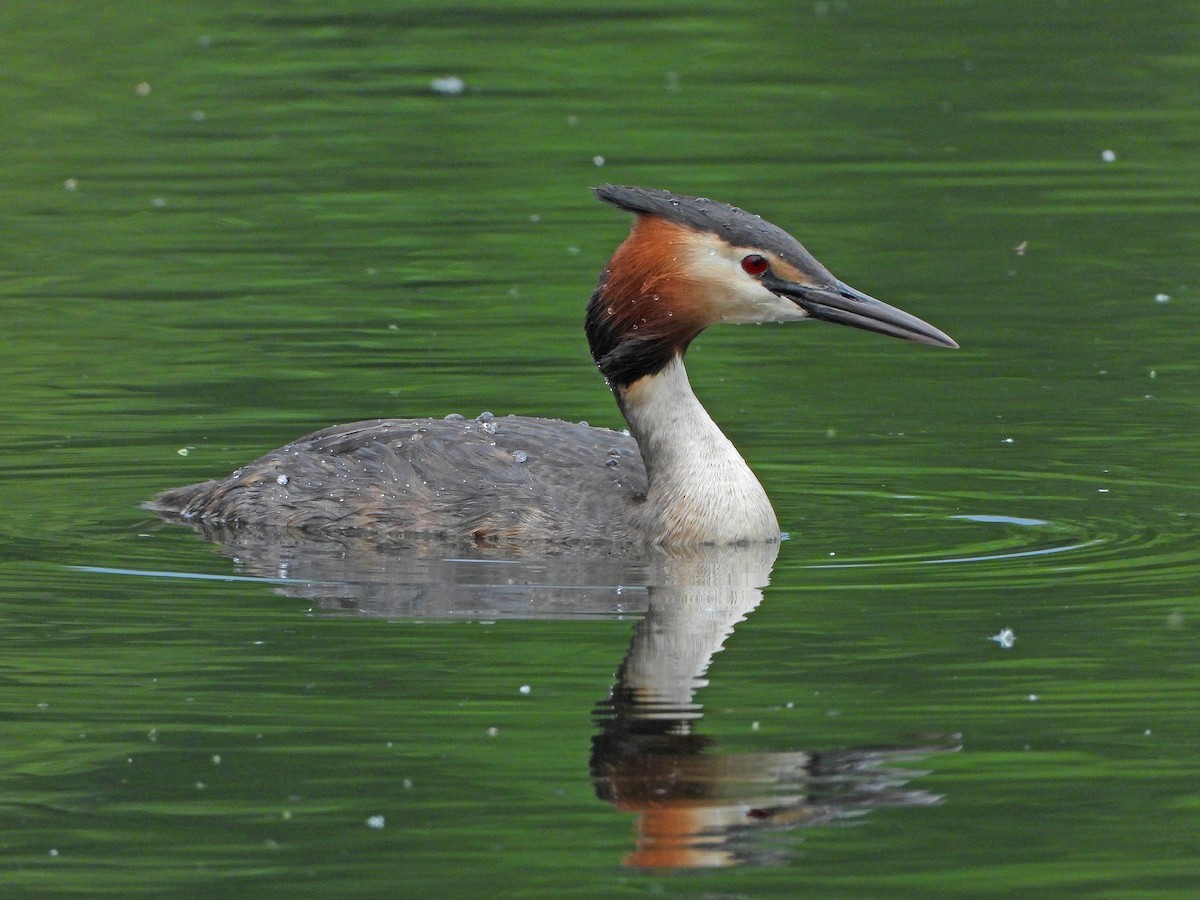Great Crested Grebe - ML620334942