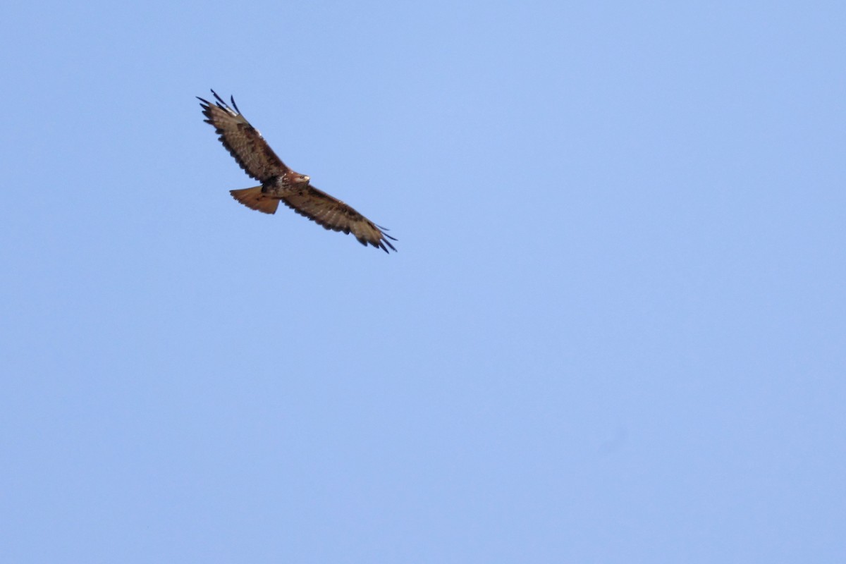 Common Buzzard - ML620334946