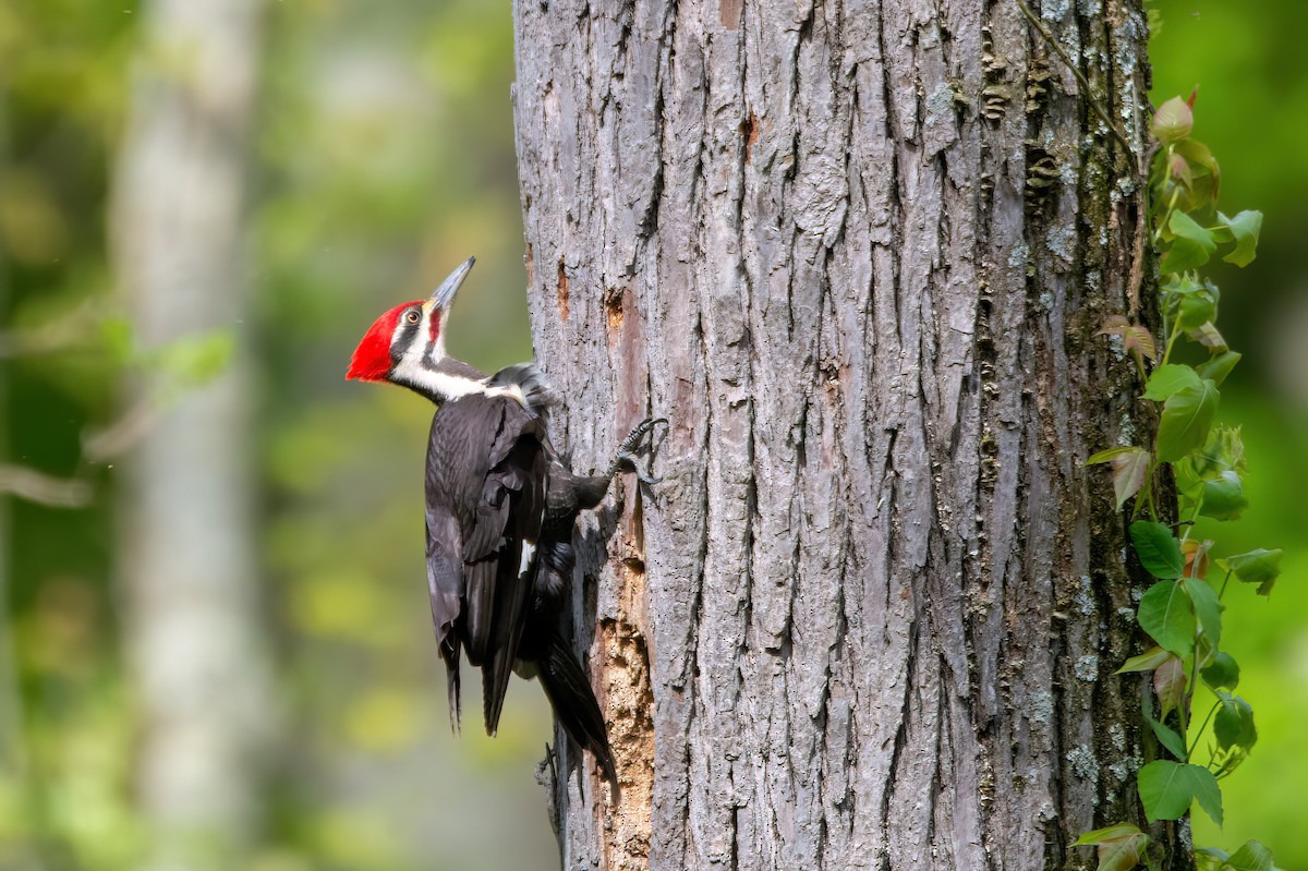 Pileated Woodpecker - ML620334952