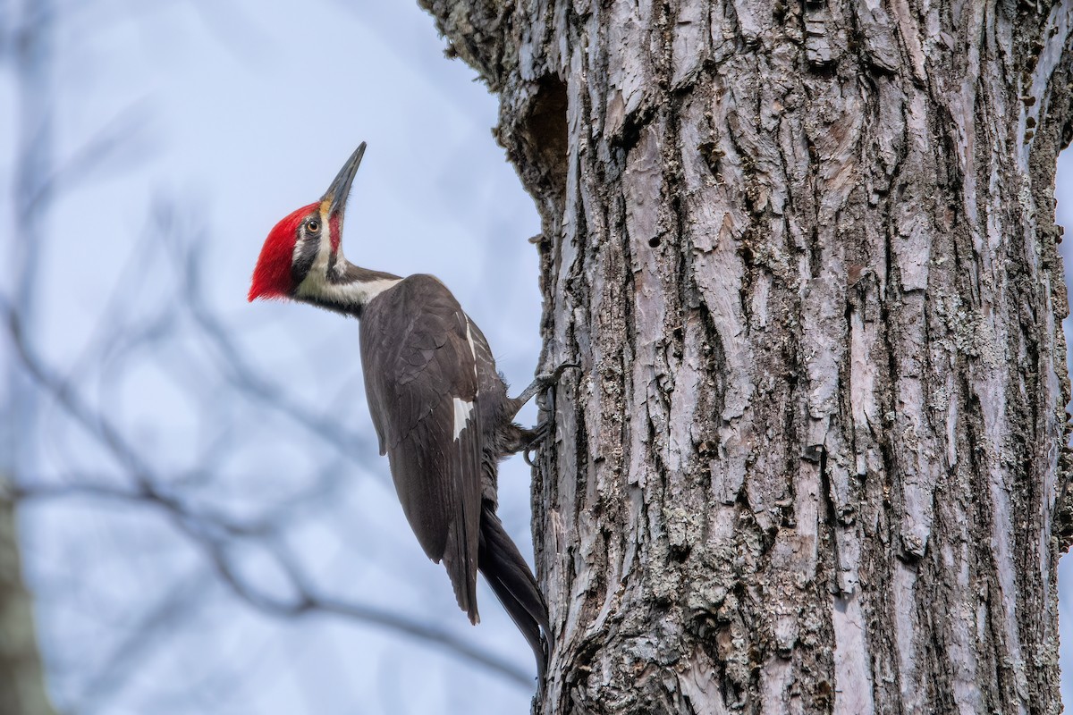 Pileated Woodpecker - ML620334953