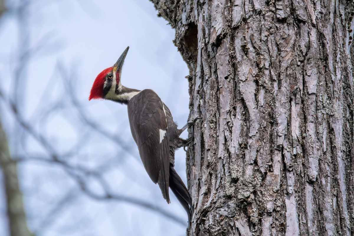 Pileated Woodpecker - ML620334954