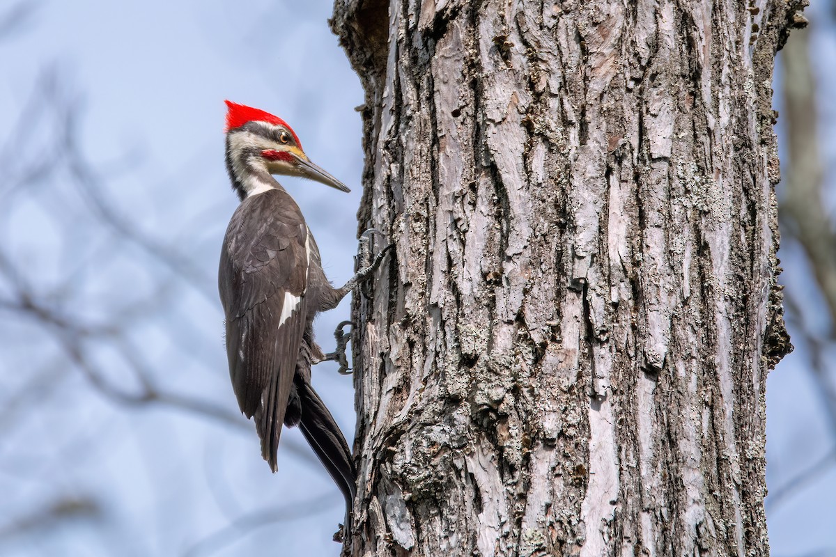 Pileated Woodpecker - ML620334955