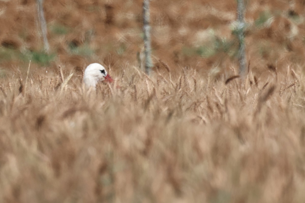 White Stork - ML620334959