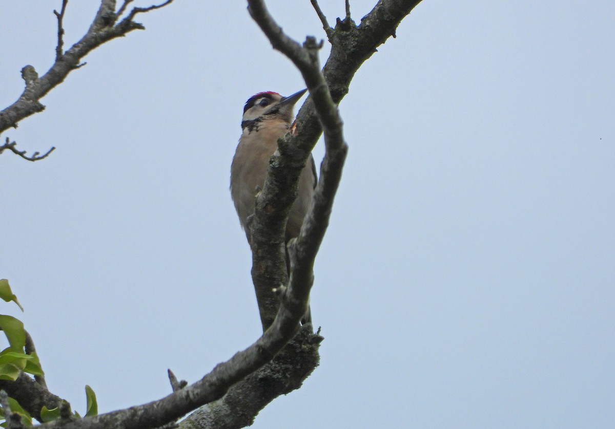 Great Spotted Woodpecker - ML620334962