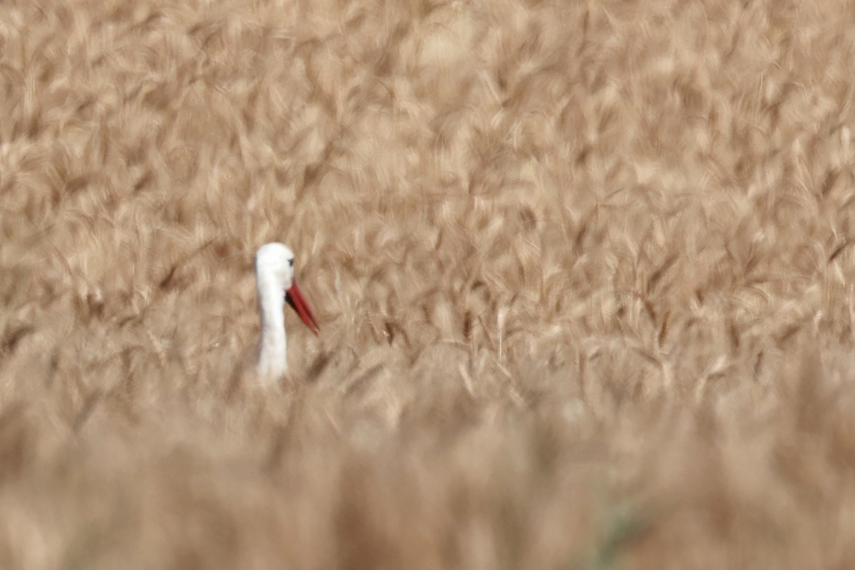 White Stork - ML620334963