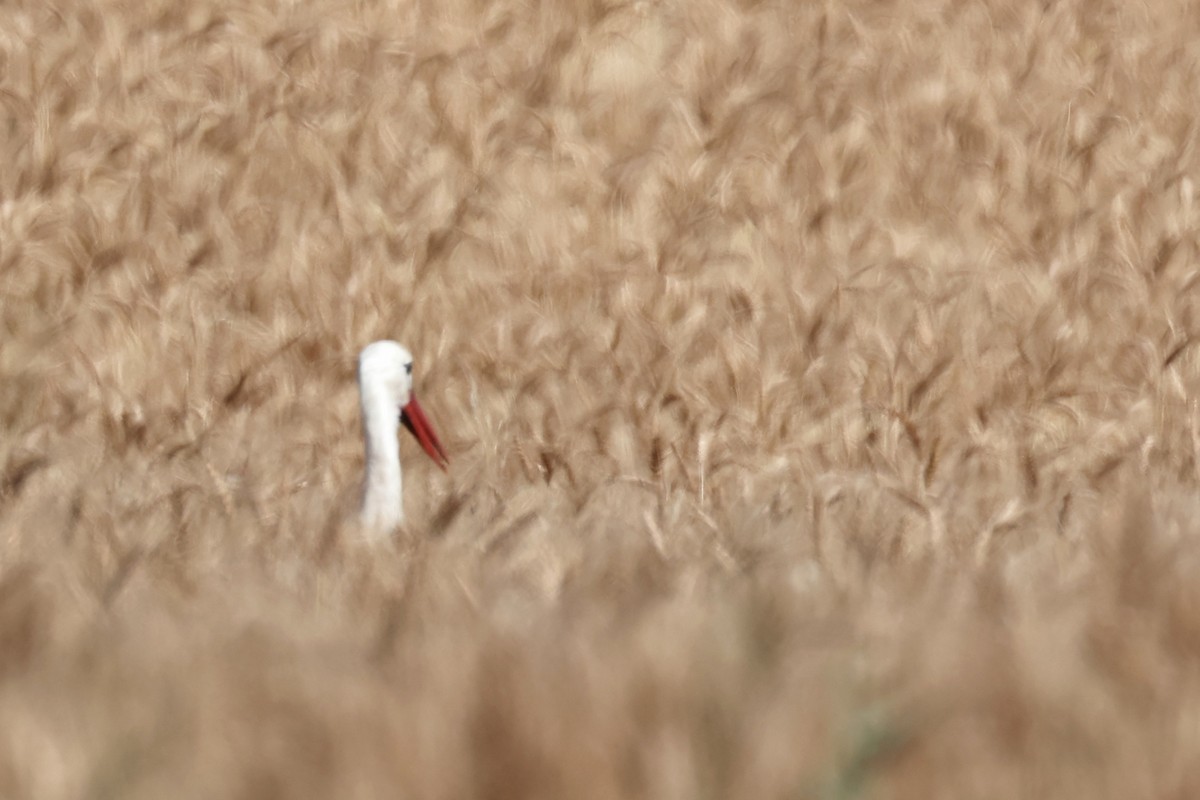 Cigüeña Blanca - ML620334963