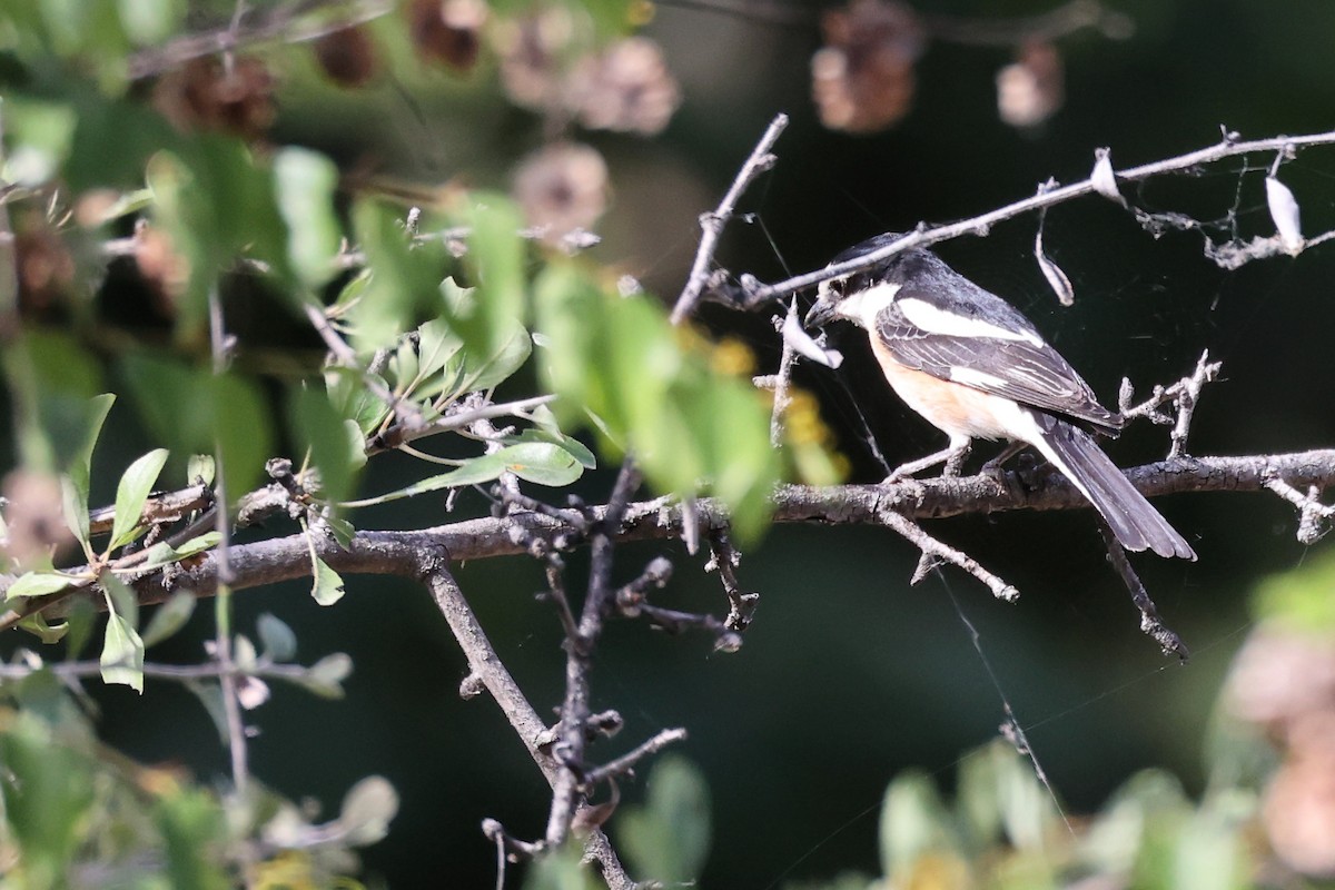 Masked Shrike - ML620334968