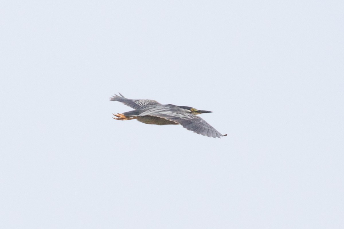 Striated Heron (Old World) - ML620334978