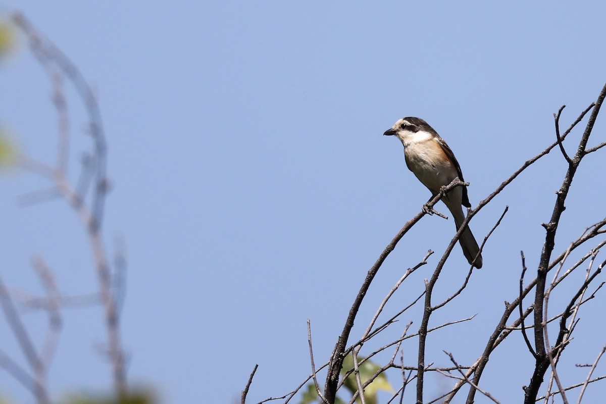 Masked Shrike - ML620334979