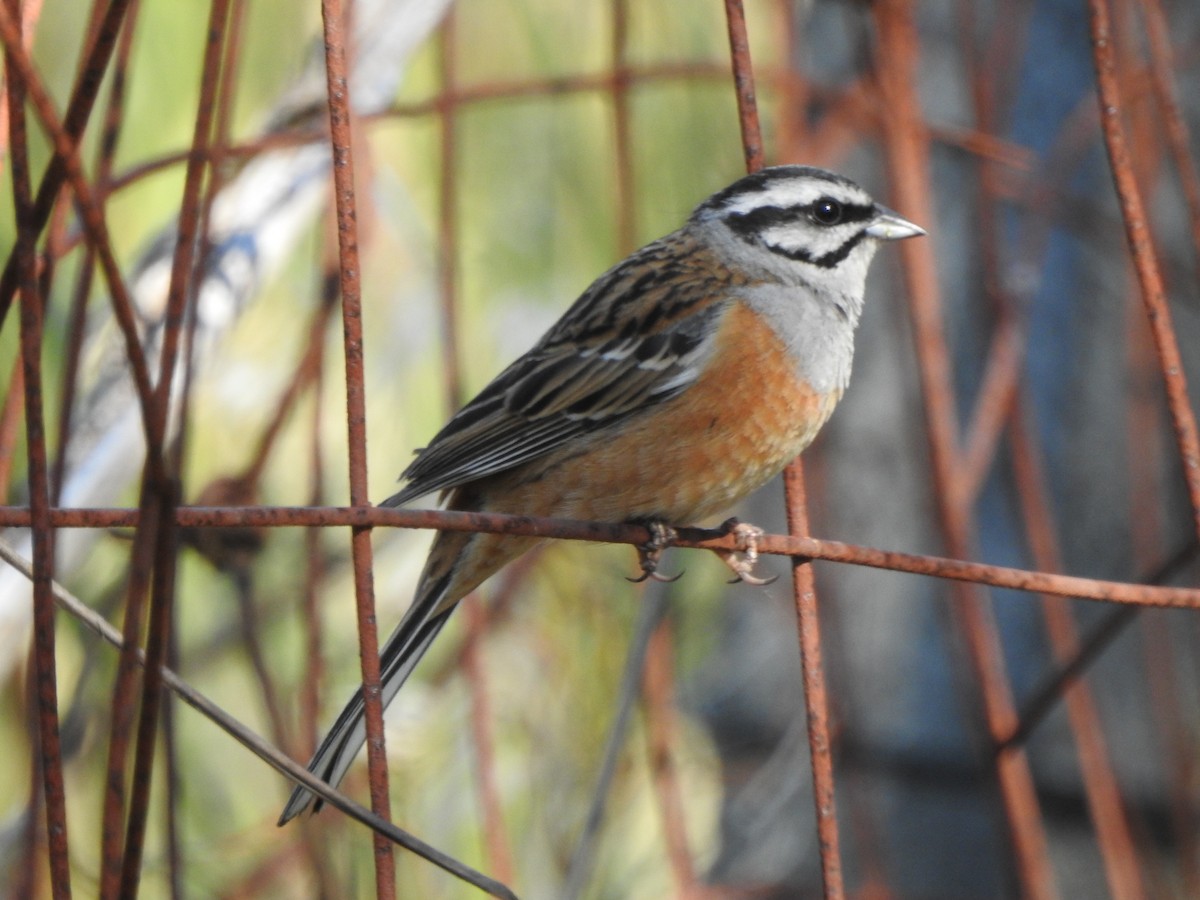 Rock Bunting - ML620334990