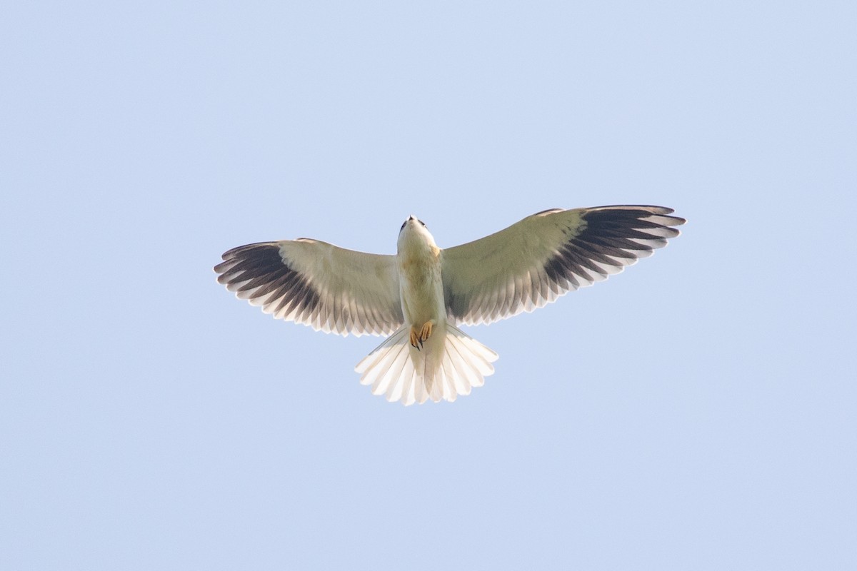 Black-winged Kite (Asian) - ML620334998