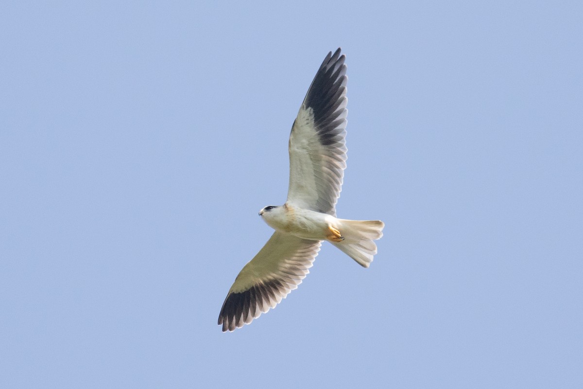 Black-winged Kite (Asian) - ML620335002