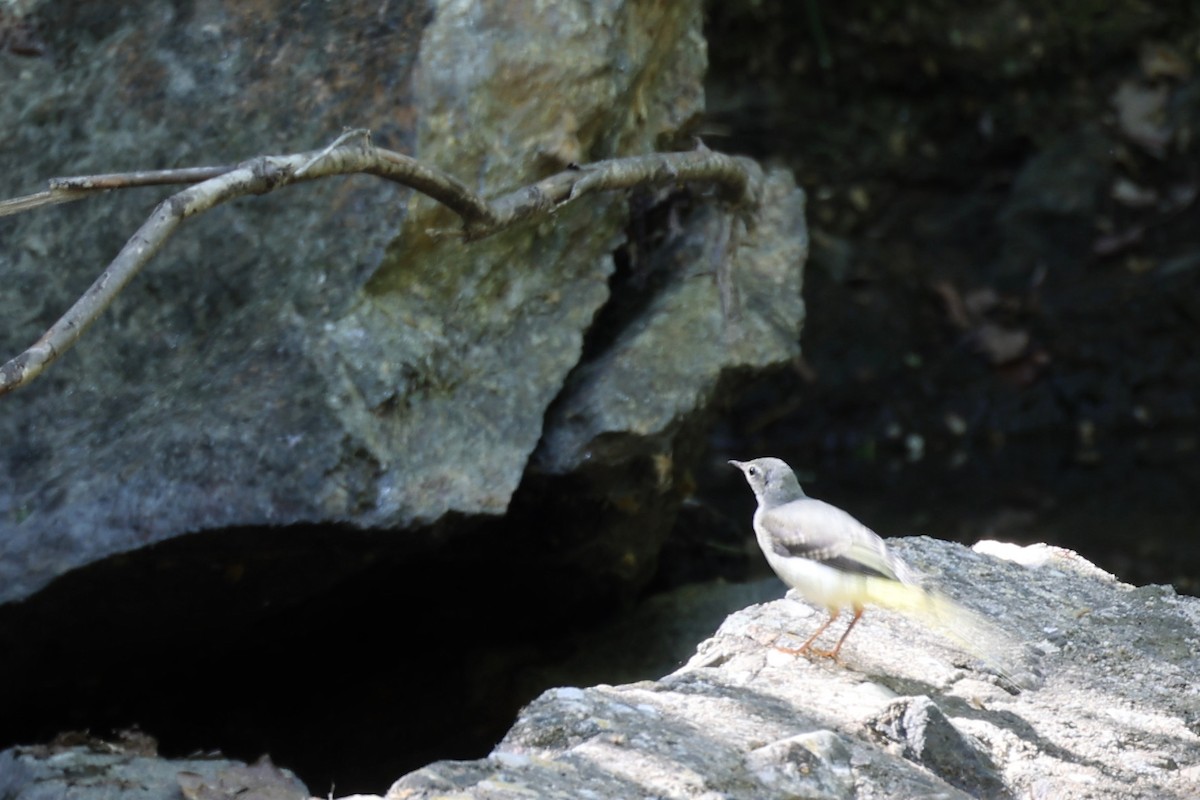 Gray Wagtail - ML620335004