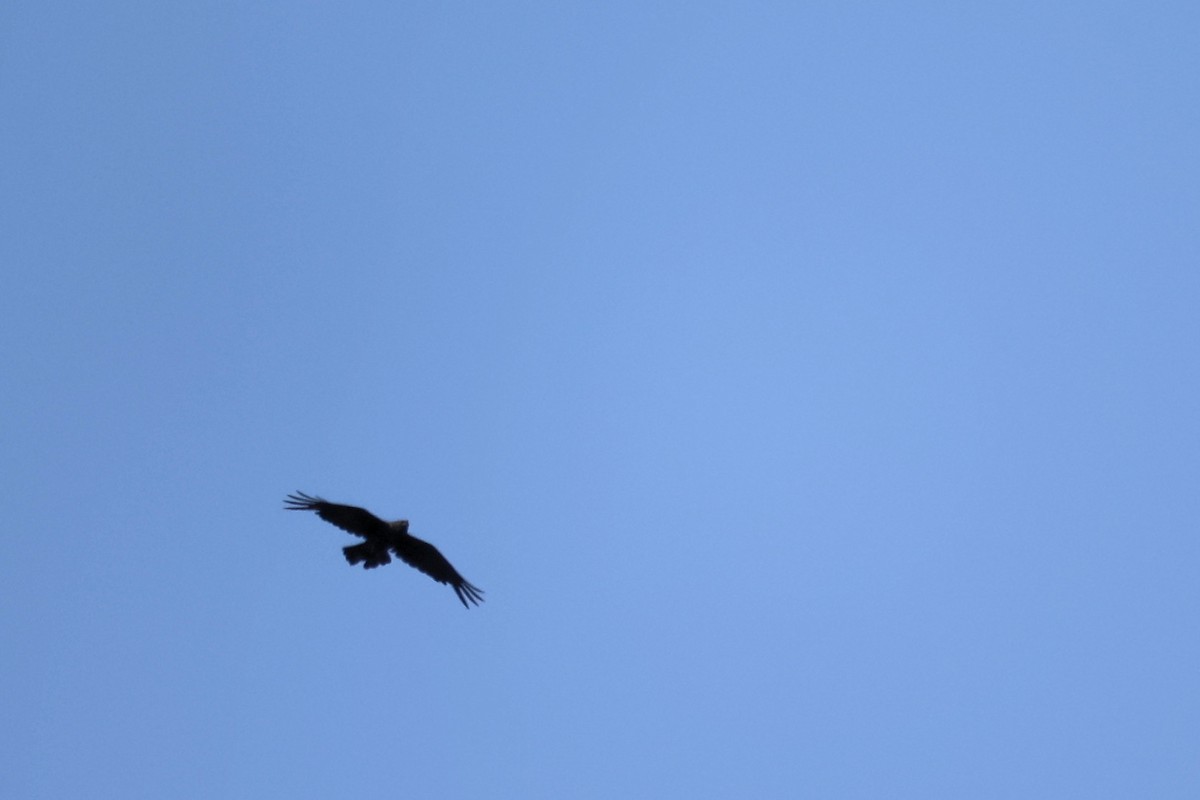 Common Raven - Christophe PASQUIER