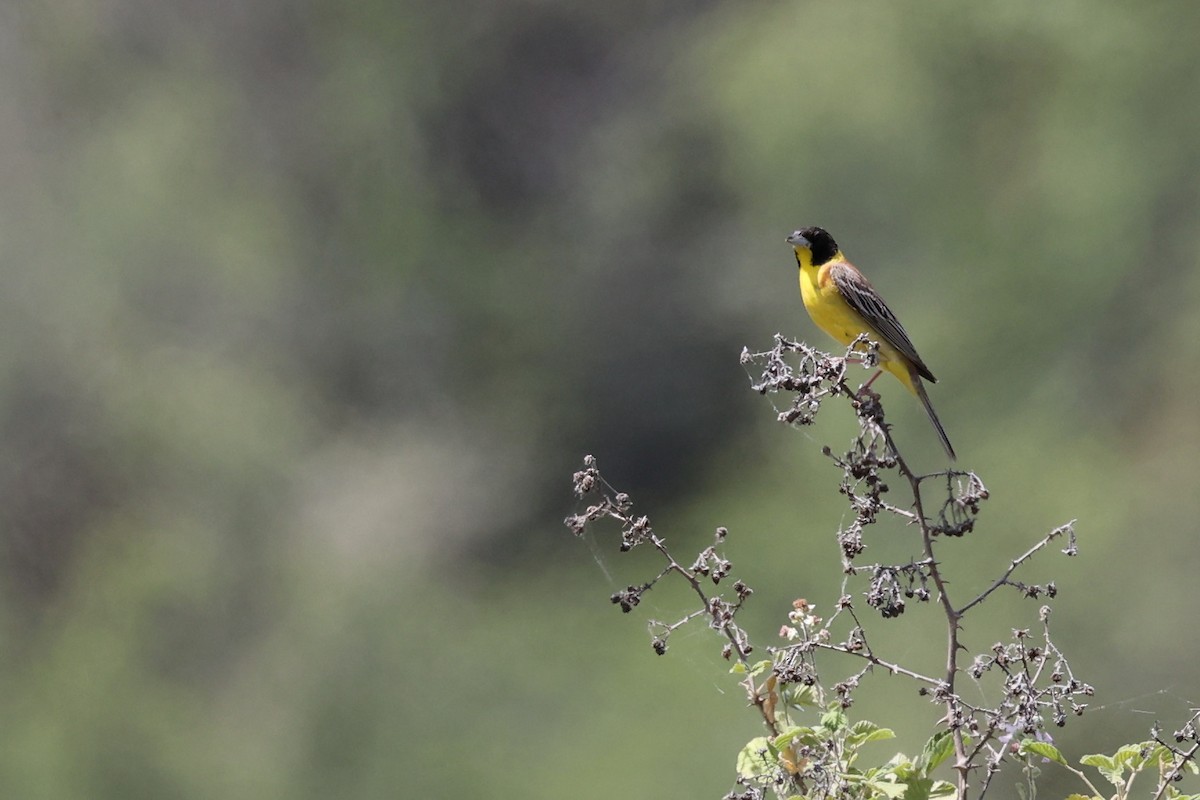 Black-headed Bunting - ML620335030