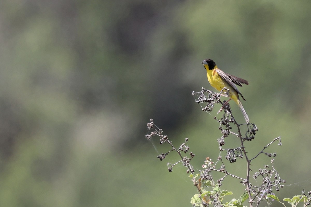 Black-headed Bunting - ML620335031